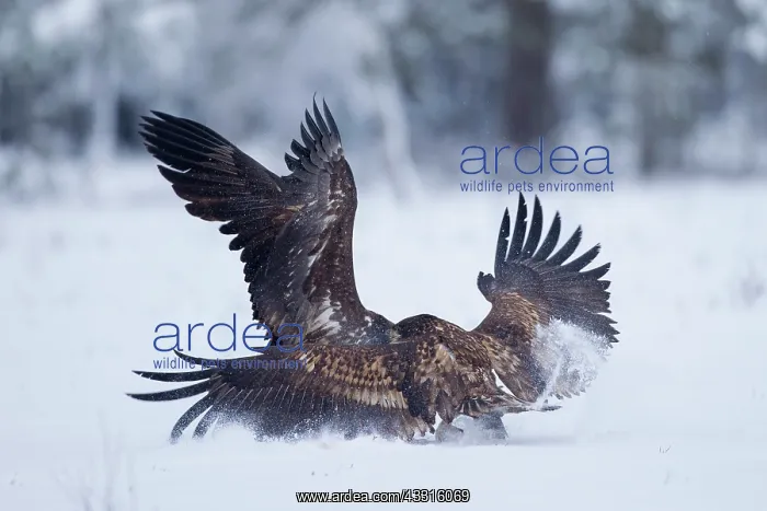 : 80199070 White-Tailed Eagle - fighting in winter : 80199070 White-Tailed Eagle - fighting in winter
