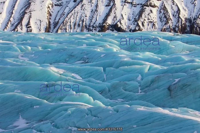  : 80199075 Svinafellsjoekull Glacier Vatnajoekull
