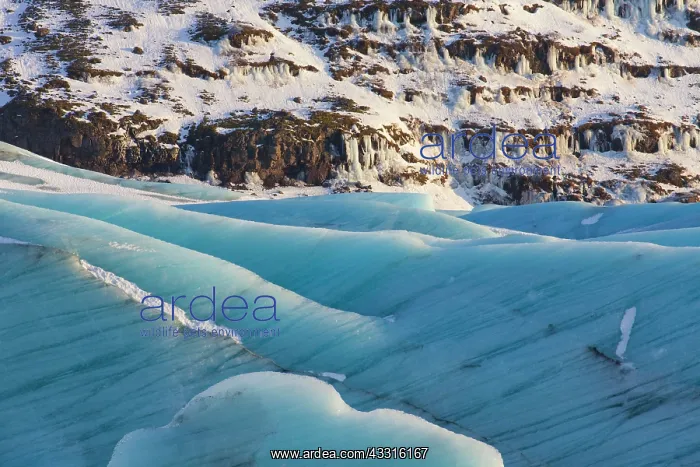 : 80199079 Svinafellsjoekull Glacier Vatnajoekull : 80199079 Svinafellsjoekull Glacier Vatnajoekull