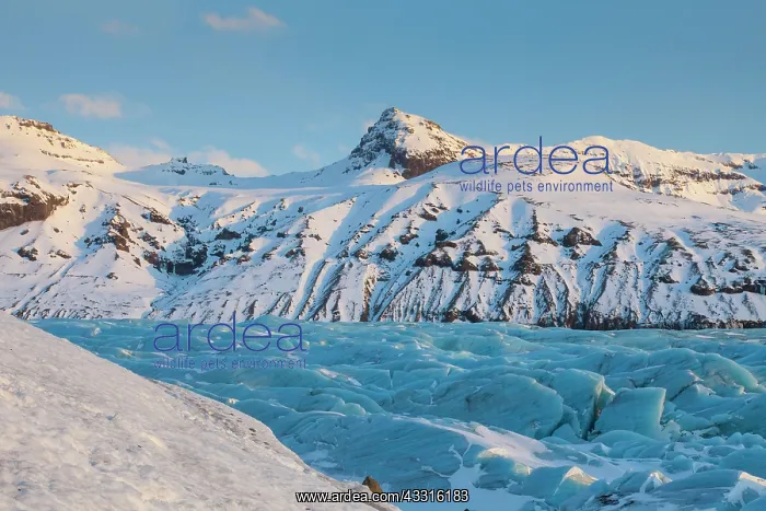 : 80199080 Svinafellsjoekull Glacier Vatnajoekull : 80199080 Svinafellsjoekull Glacier Vatnajoekull