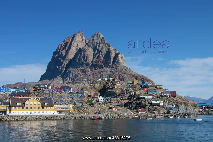 : 80199088 Uummannaq - with it's coloured houses Uummannaq : 80199088 Uummannaq - with it's coloured houses Uummannaq