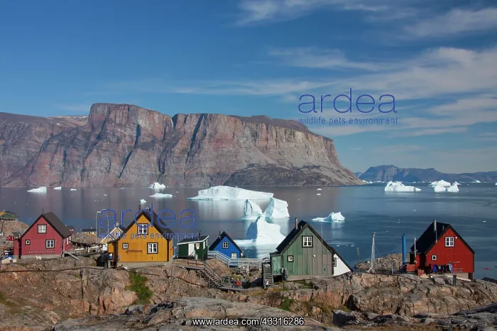 : 80199089 Uummannaq - with it's coloured houses and : 80199089 Uummannaq - with it's coloured houses and