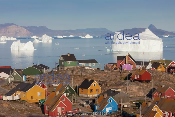 : 80199091 Uummannaq - with it's coloured houses and : 80199091 Uummannaq - with it's coloured houses and