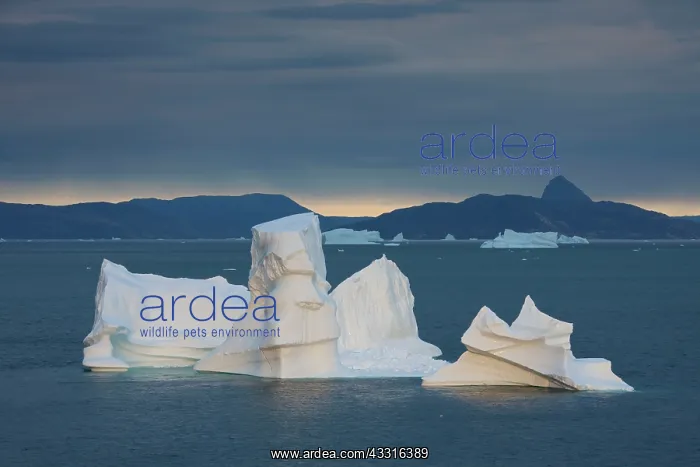 : 80199098 Icebergs Uummannaq Fjord, Greenland Sven-Erik : 80199098 Icebergs Uummannaq Fjord, Greenland Sven-Erik