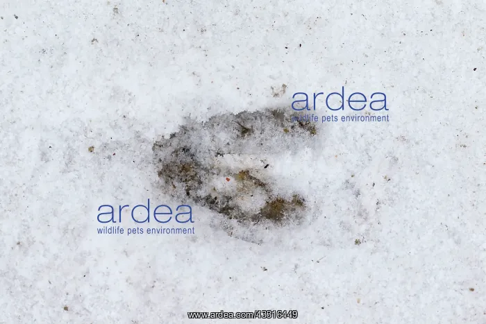 : 80199103 Roe Deer - footprint in snow Germany Capreolus : 80199103 Roe Deer - footprint in snow Germany Capreolus