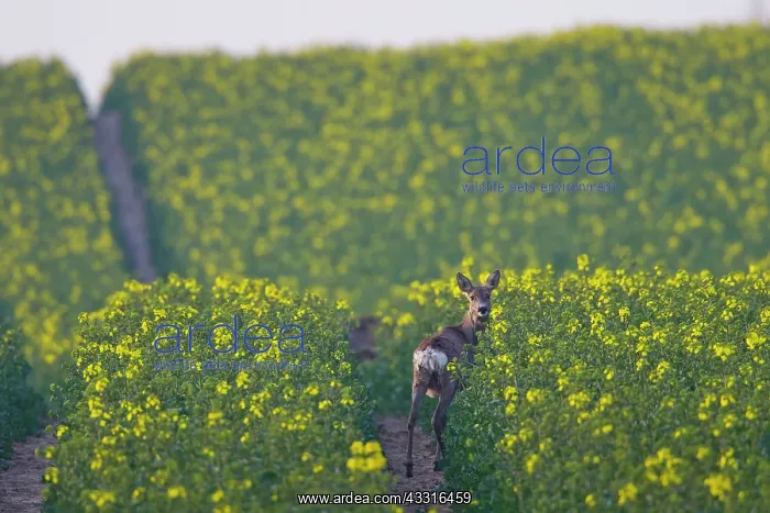 : 80199104 Roe Deer - doe in rape field Germany Capreolus : 80199104 Roe Deer - doe in rape field Germany Capreolus