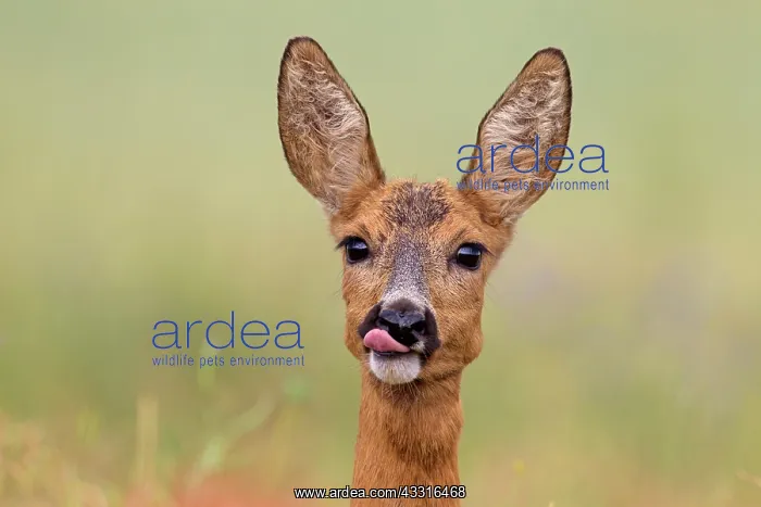 : 80199105 Roe Deer - doe in summer Germany Capreolus : 80199105 Roe Deer - doe in summer Germany Capreolus