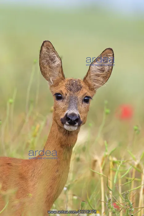  : 80199106 Roe Deer - doe in summer Germany Capreolus