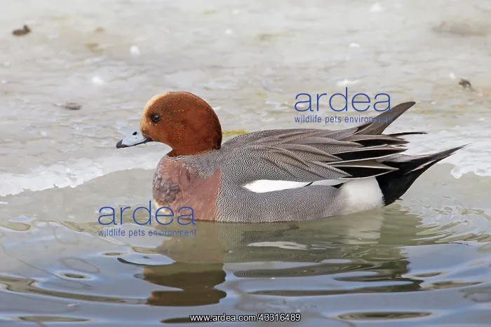 : 80199107 Wigeon - adult drake Iceland Anas penelope : 80199107 Wigeon - adult drake Iceland Anas penelope