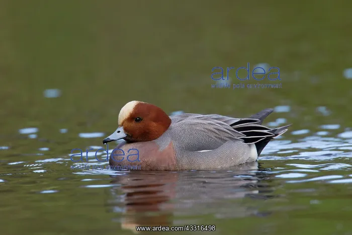 : 80199108 Wigeon - adult drake Germany Anas penelope : 80199108 Wigeon - adult drake Germany Anas penelope