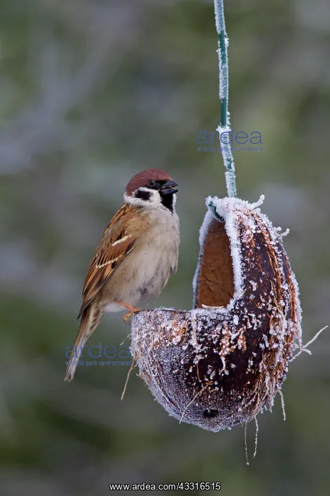 : 80199110 Tree Sparrow - adults at feeding place : 80199110 Tree Sparrow - adults at feeding place