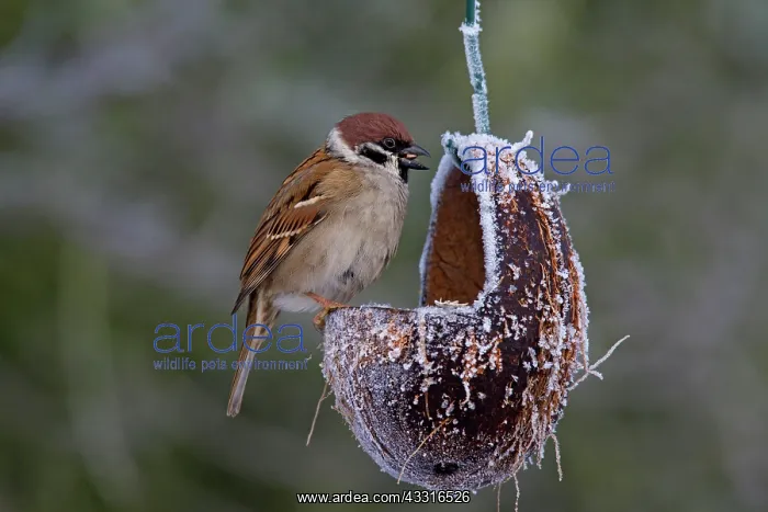 : 80199111 Tree Sparrow - adults at feeding place : 80199111 Tree Sparrow - adults at feeding place