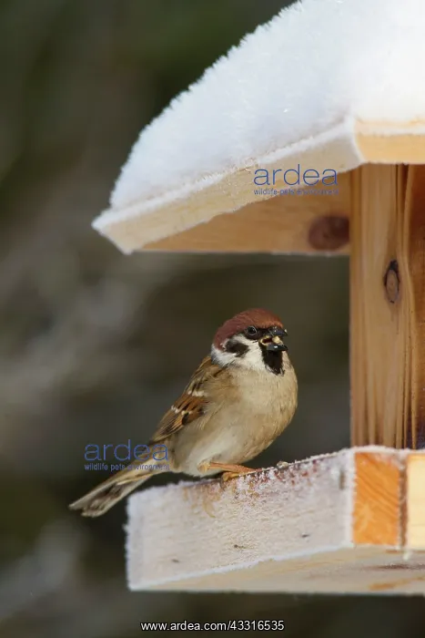 : 80199112 Tree Sparrow - adults at feeding place : 80199112 Tree Sparrow - adults at feeding place