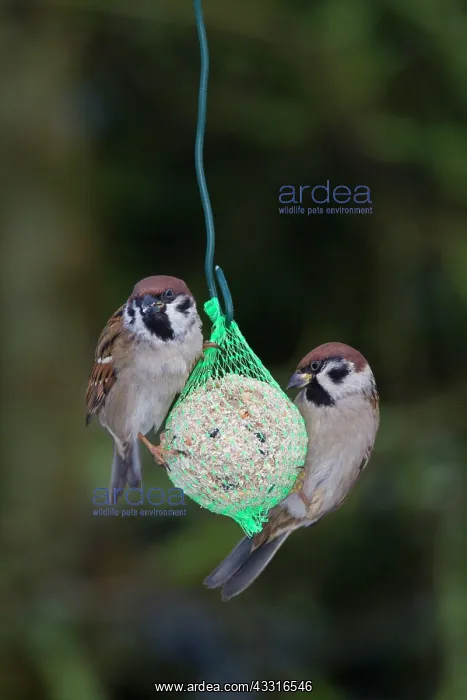 : 80199113 Tree Sparrow - adults at feeding place : 80199113 Tree Sparrow - adults at feeding place