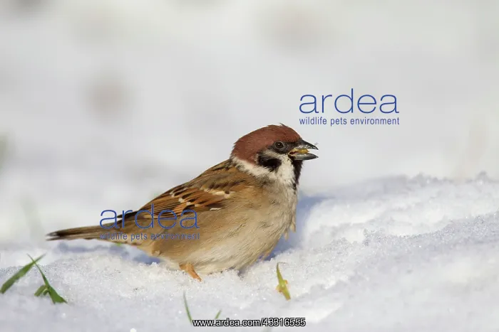 : 80199114 Tree Sparrow - adult in snow Germany Passer : 80199114 Tree Sparrow - adult in snow Germany Passer