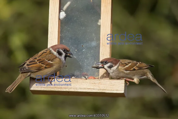 : 80199115 Tree Sparrow - adults at feeding place : 80199115 Tree Sparrow - adults at feeding place