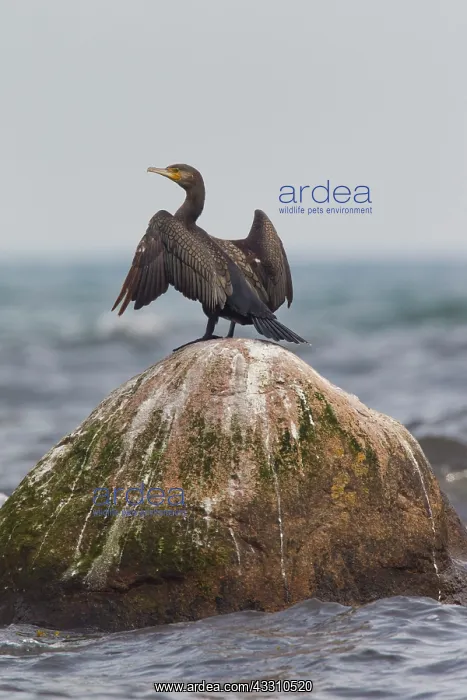 : 80199116 Great Cormorant - drying wings Sweden Phalacrocorax : 80199116 Great Cormorant - drying wings Sweden Phalacrocorax