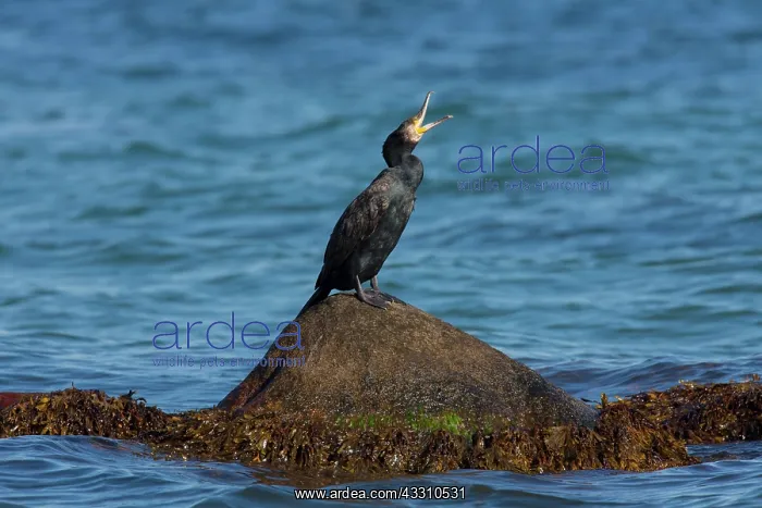 : 80199117 Great Cormorant Sweden Phalacrocorax carbo : 80199117 Great Cormorant Sweden Phalacrocorax carbo