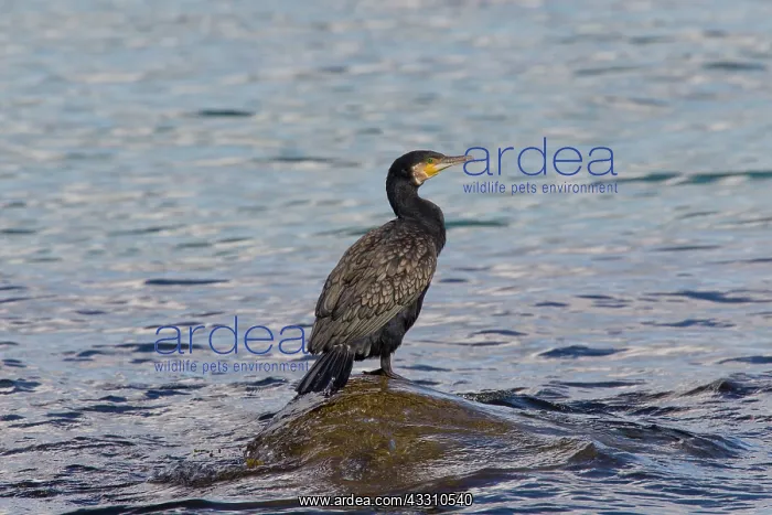 : 80199118 Great Cormorant Sweden Phalacrocorax carbo : 80199118 Great Cormorant Sweden Phalacrocorax carbo