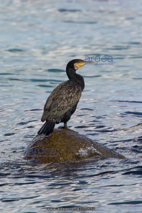: 80199119 Great Cormorant Sweden Phalacrocorax carbo : 80199119 Great Cormorant Sweden Phalacrocorax carbo