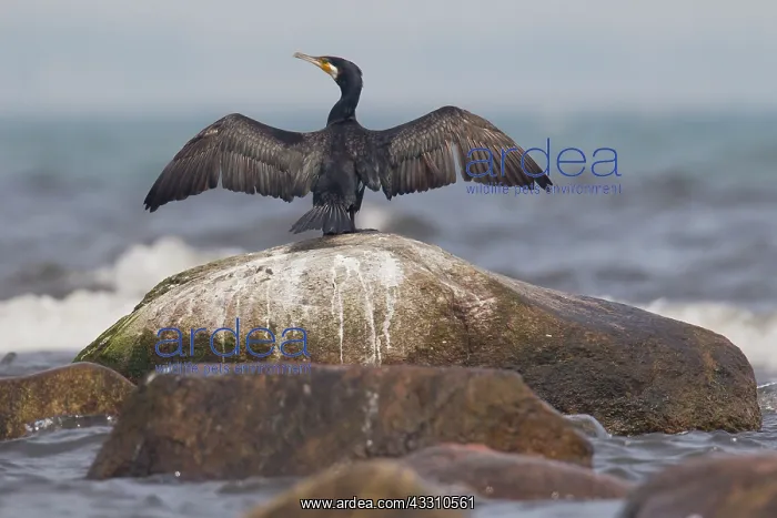 : 80199120 Great Cormorant - drying wings Sweden Phalacrocorax : 80199120 Great Cormorant - drying wings Sweden Phalacrocorax