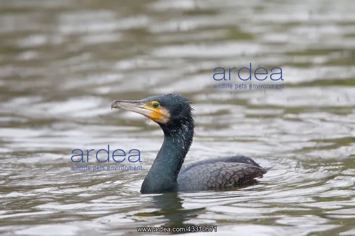 : 80199121 Great Cormorant Sweden Phalacrocorax carbo : 80199121 Great Cormorant Sweden Phalacrocorax carbo