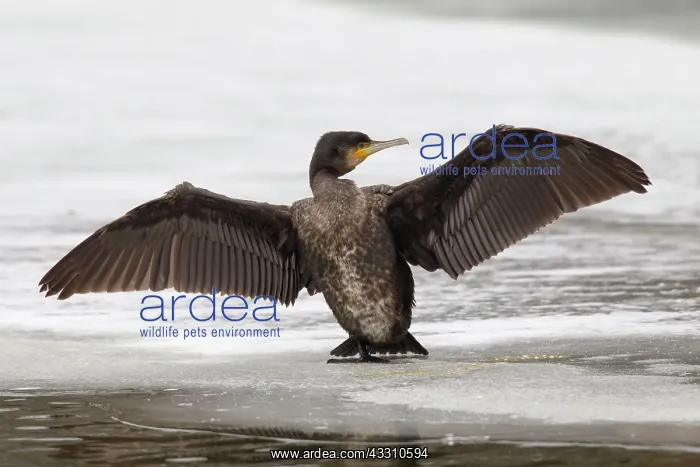 : 80199123 Great Cormorant - young drying wings Germany : 80199123 Great Cormorant - young drying wings Germany