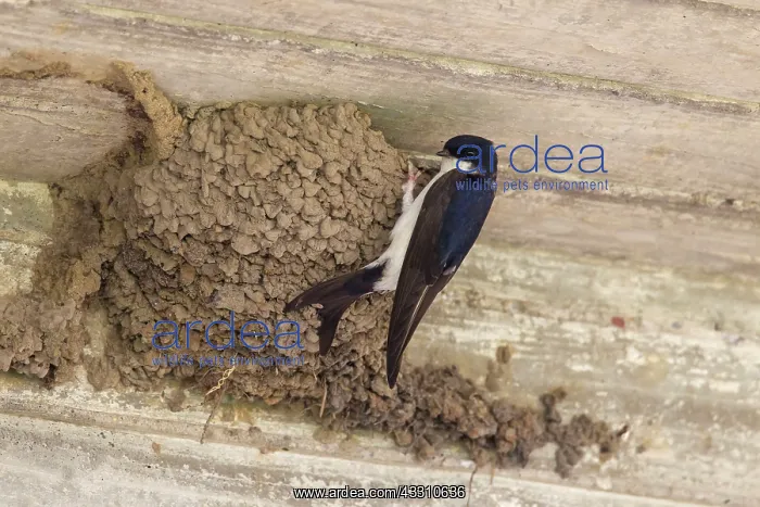 : 80199127 House Martin - adult building nest Lower : 80199127 House Martin - adult building nest Lower