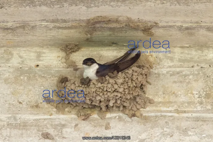 : 80199128 House Martin - adult building nest Lower : 80199128 House Martin - adult building nest Lower