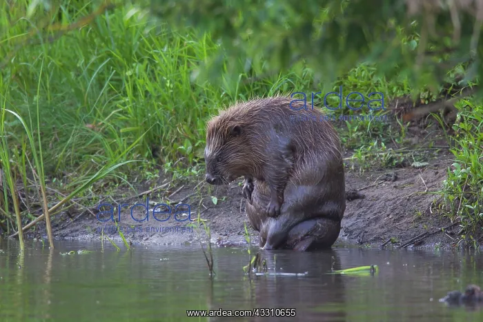 : 80199129 European Beaver - adult scratching itself : 80199129 European Beaver - adult scratching itself