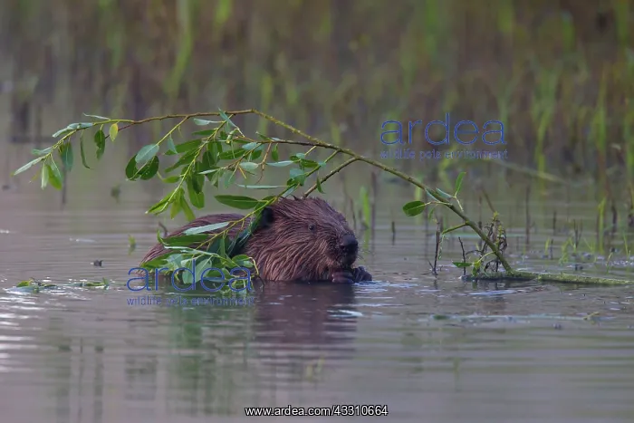: 80199130 European Beaver - adult feeding Lower Saxony : 80199130 European Beaver - adult feeding Lower Saxony