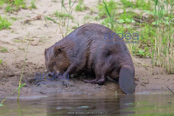 : 80199131 European Beaver - adult Lower Saxony, Germany : 80199131 European Beaver - adult Lower Saxony, Germany