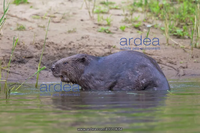 : 80199132 European Beaver - adult Lower Saxony, Germany : 80199132 European Beaver - adult Lower Saxony, Germany