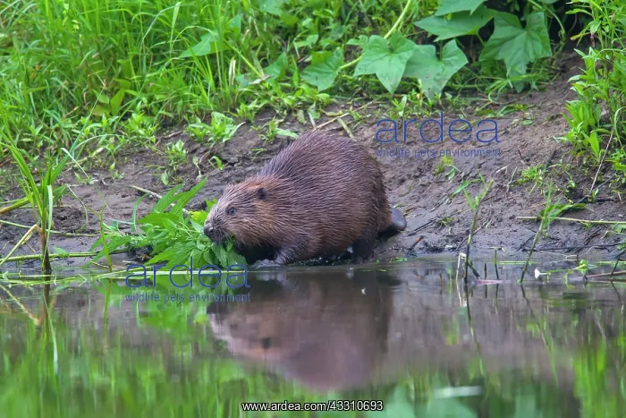: 80199133 European Beaver - adult feeding Lower Saxony : 80199133 European Beaver - adult feeding Lower Saxony