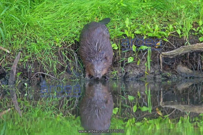 : 80199134 European Beaver - adult Lower Saxony, Germany : 80199134 European Beaver - adult Lower Saxony, Germany
