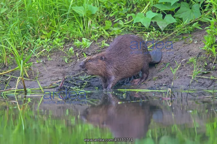  : 80199135 European Beaver - adult feeding Lower Saxony