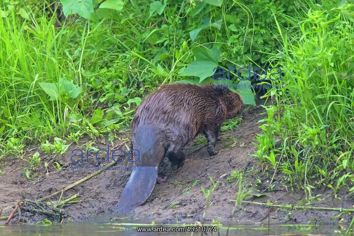 : 80199136 European Beaver - adult Lower Saxony : 80199136 European Beaver - adult Lower Saxony