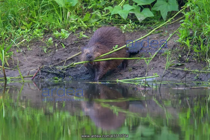 : 80199137 European Beaver - adult feeding Lower Saxony : 80199137 European Beaver - adult feeding Lower Saxony