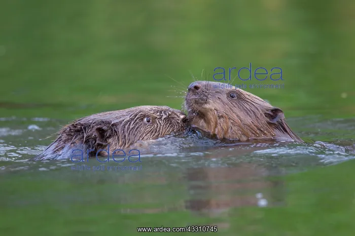 : 80199138 European Beaver - fighting Lower Saxony : 80199138 European Beaver - fighting Lower Saxony