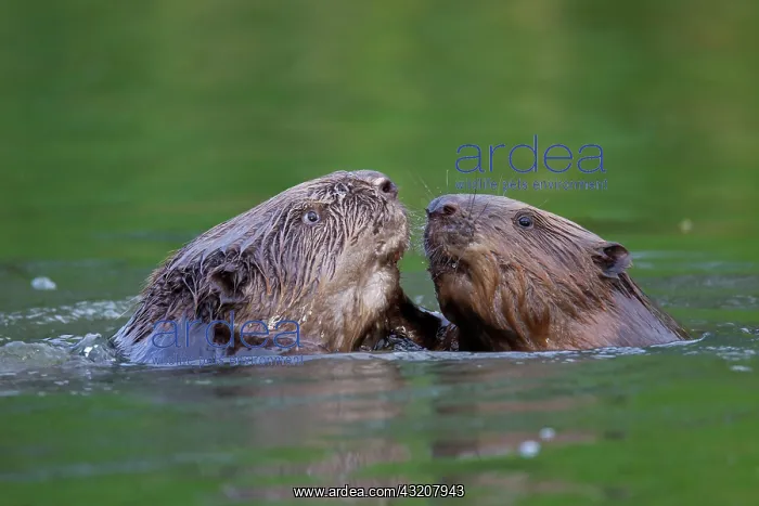 : 80199139 European Beaver - fighting Lower Saxony : 80199139 European Beaver - fighting Lower Saxony
