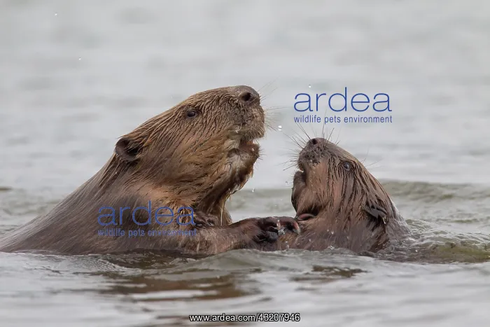 : 80199140 European Beaver - fighting Lower Saxony : 80199140 European Beaver - fighting Lower Saxony