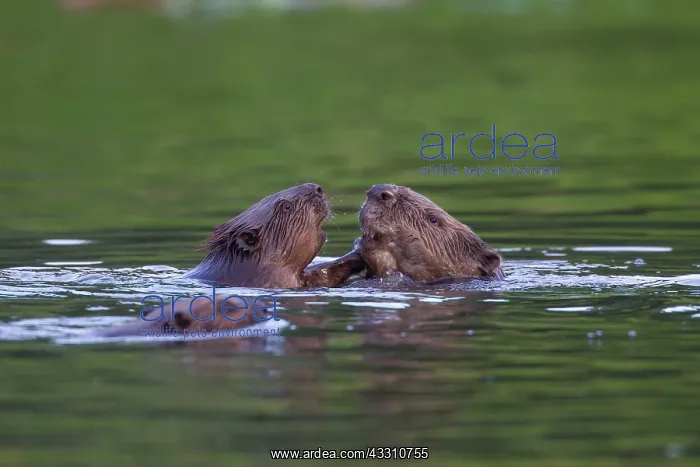 : 80199141 European Beaver - beaver family Lower Saxony : 80199141 European Beaver - beaver family Lower Saxony