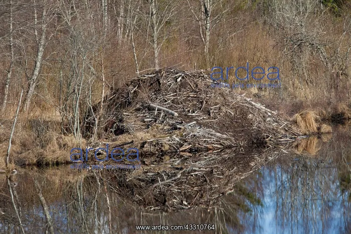 : 80199142 European Beaver - beaver lodge Vaermland : 80199142 European Beaver - beaver lodge Vaermland