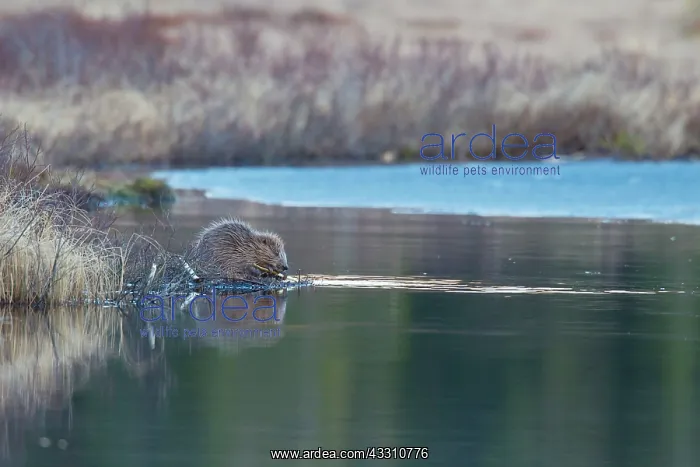 : 80199143 European Beaver - gnawing at twig by waters : 80199143 European Beaver - gnawing at twig by waters