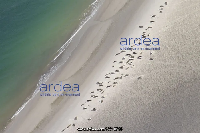  : 80199144 Common  /  Harbour Seal - resting on sand
