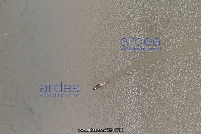 : 80199145 Common / Harbour Seal - resting on sand : 80199145 Common / Harbour Seal - resting on sand