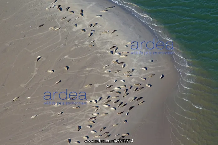 : 80199147 Common / Harbour Seal - resting on sand : 80199147 Common / Harbour Seal - resting on sand