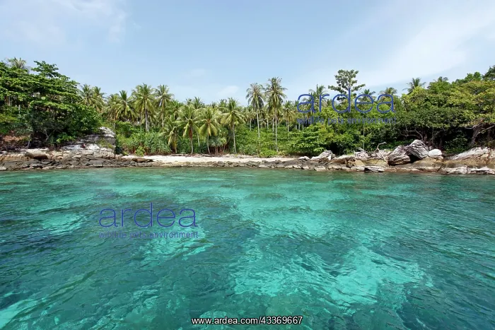 : 80199149 Palm trees on a tropical paradise sandy : 80199149 Palm trees on a tropical paradise sandy