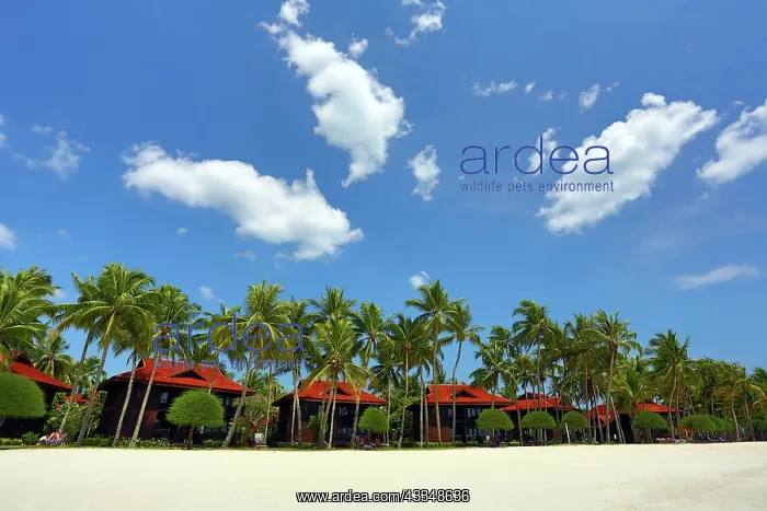 : 80199152 Tropical sandy beach with palm trees Pantai : 80199152 Tropical sandy beach with palm trees Pantai