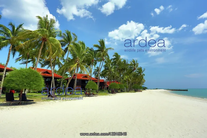 : 80199153 Tropical sandy beach with palm trees Pantai : 80199153 Tropical sandy beach with palm trees Pantai